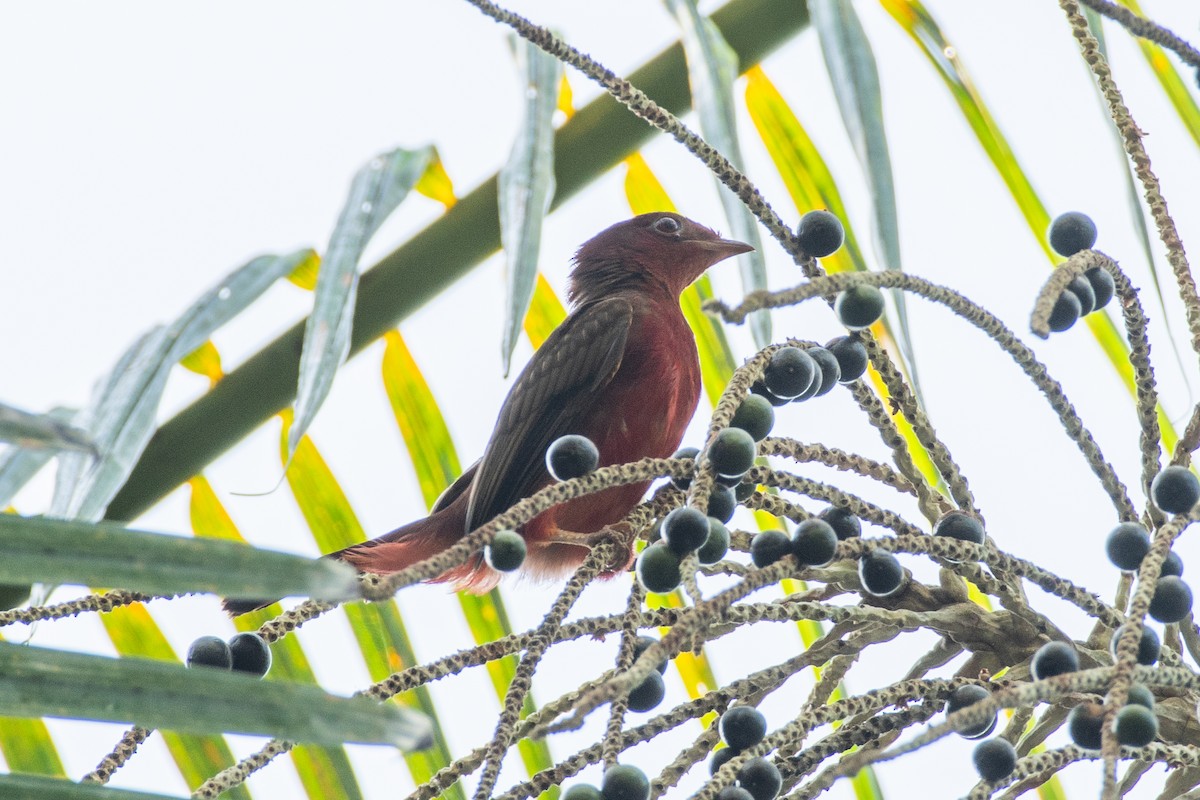 Guianan Red-Cotinga - Cody Limber