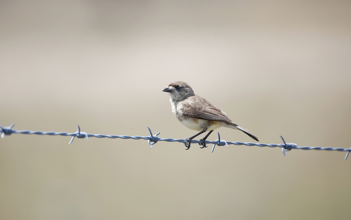 Southern Whiteface - ML625445048