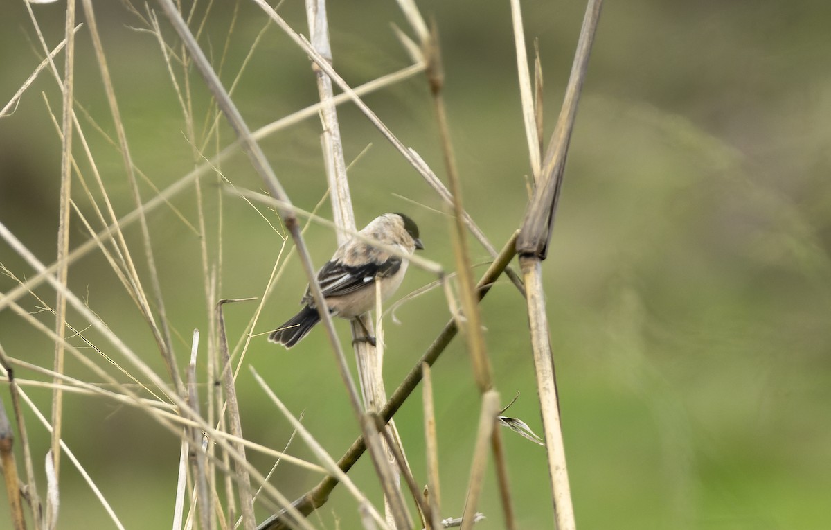 Pearly-bellied Seedeater - ML625445059