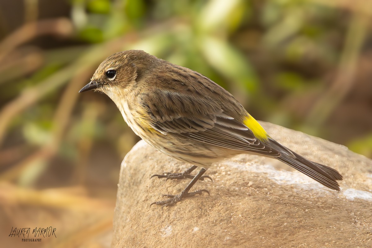 Yellow-rumped Warbler - ML625445124
