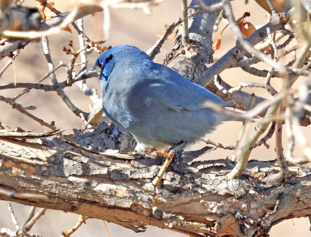 Geai des pinèdes - ML625445241