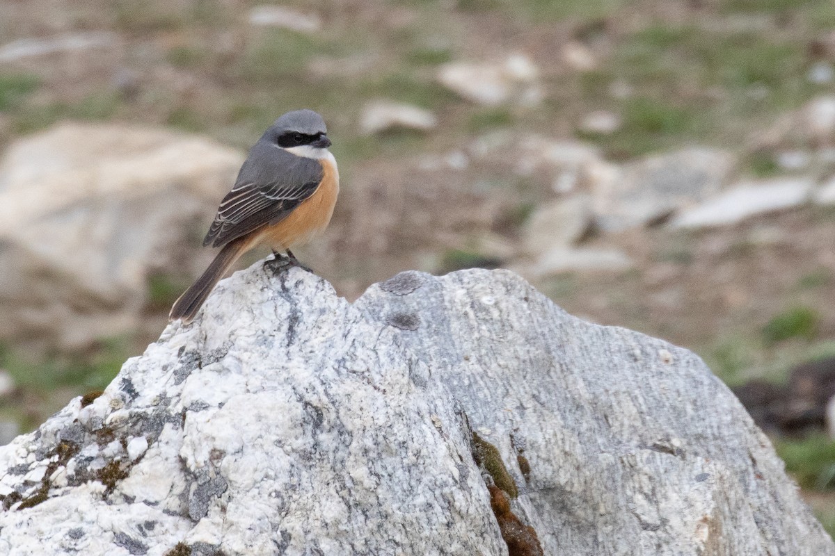 Gray-backed Shrike - ML625445266