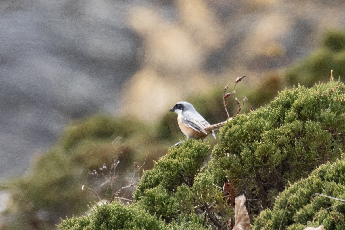 Gray-backed Shrike - ML625445267