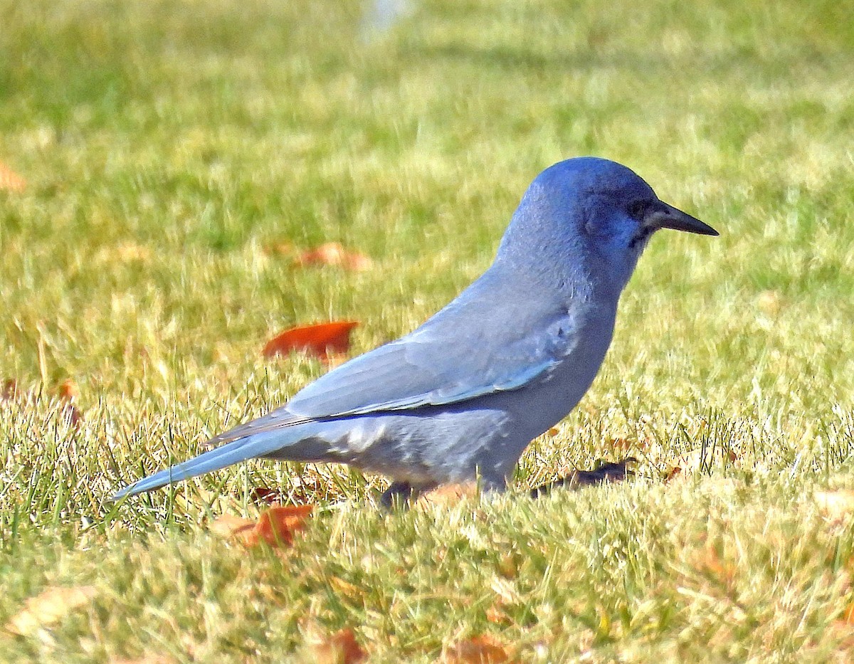 Geai des pinèdes - ML625445280