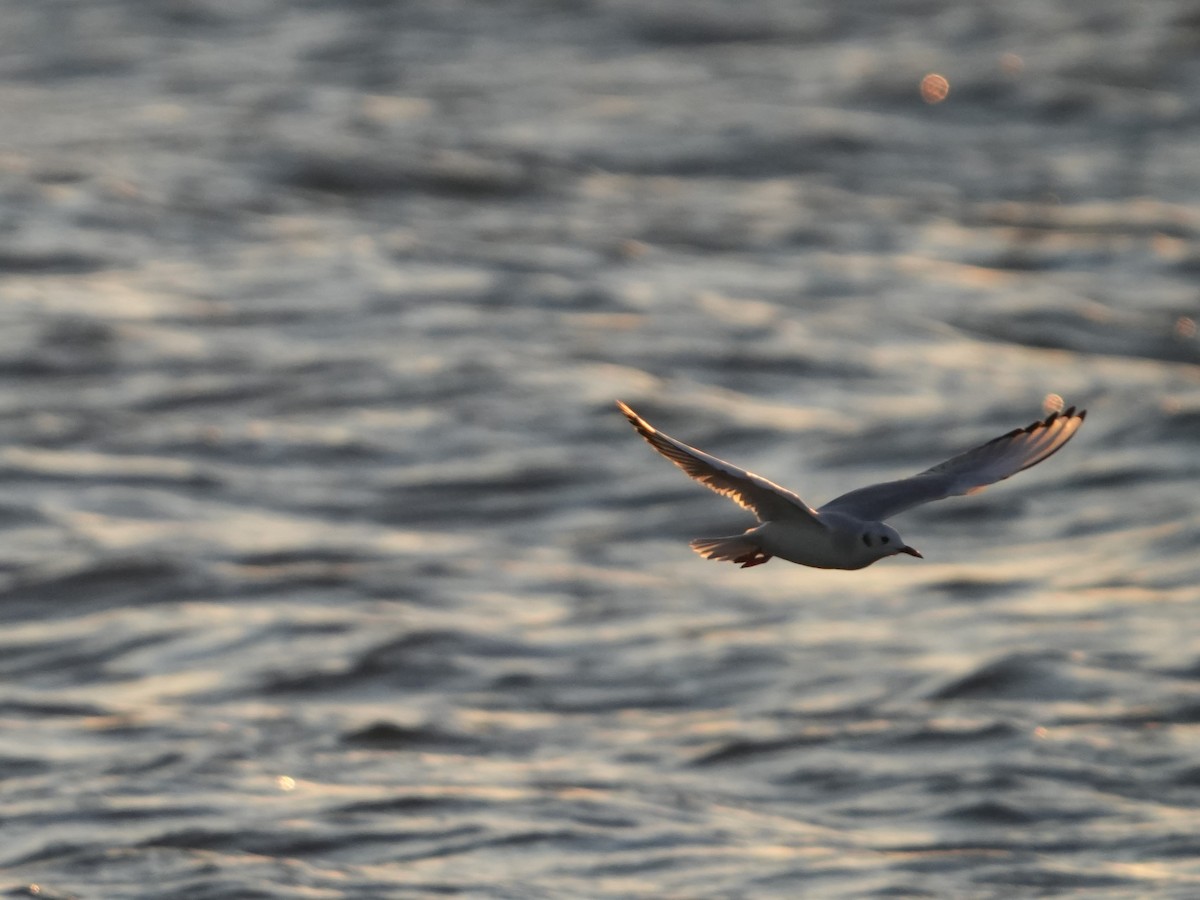 Bonaparte's Gull - ML625445295
