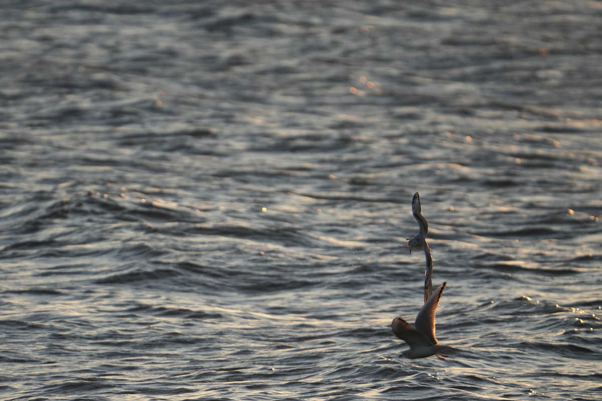 Bonaparte's Gull - ML625445298