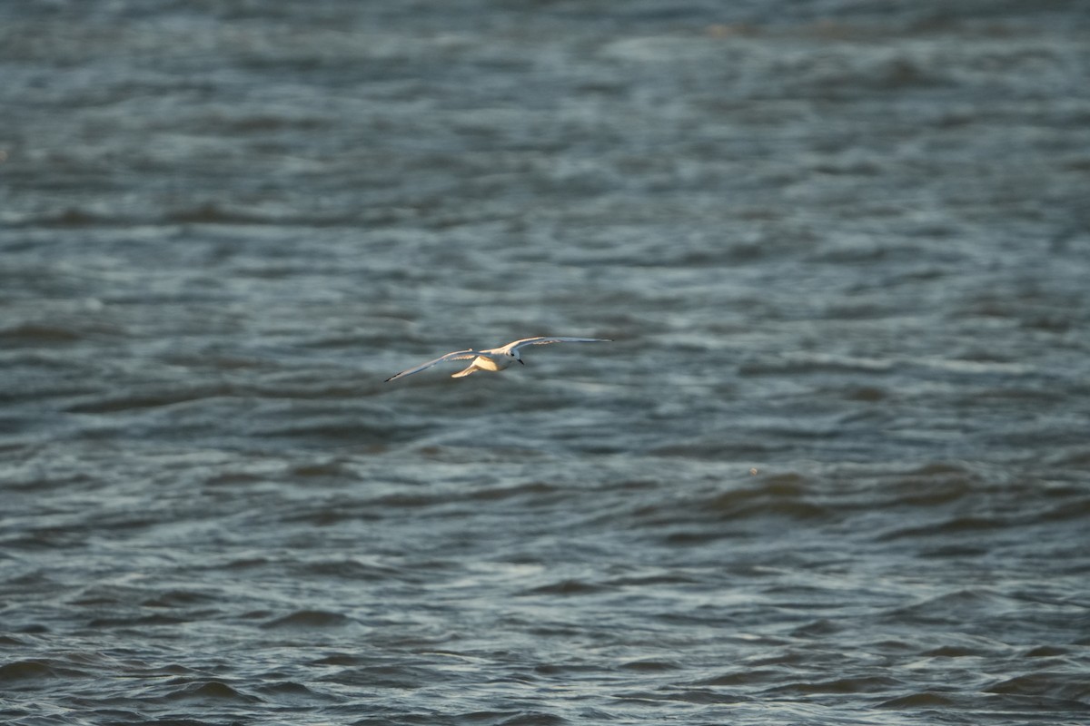Bonaparte's Gull - ML625445300
