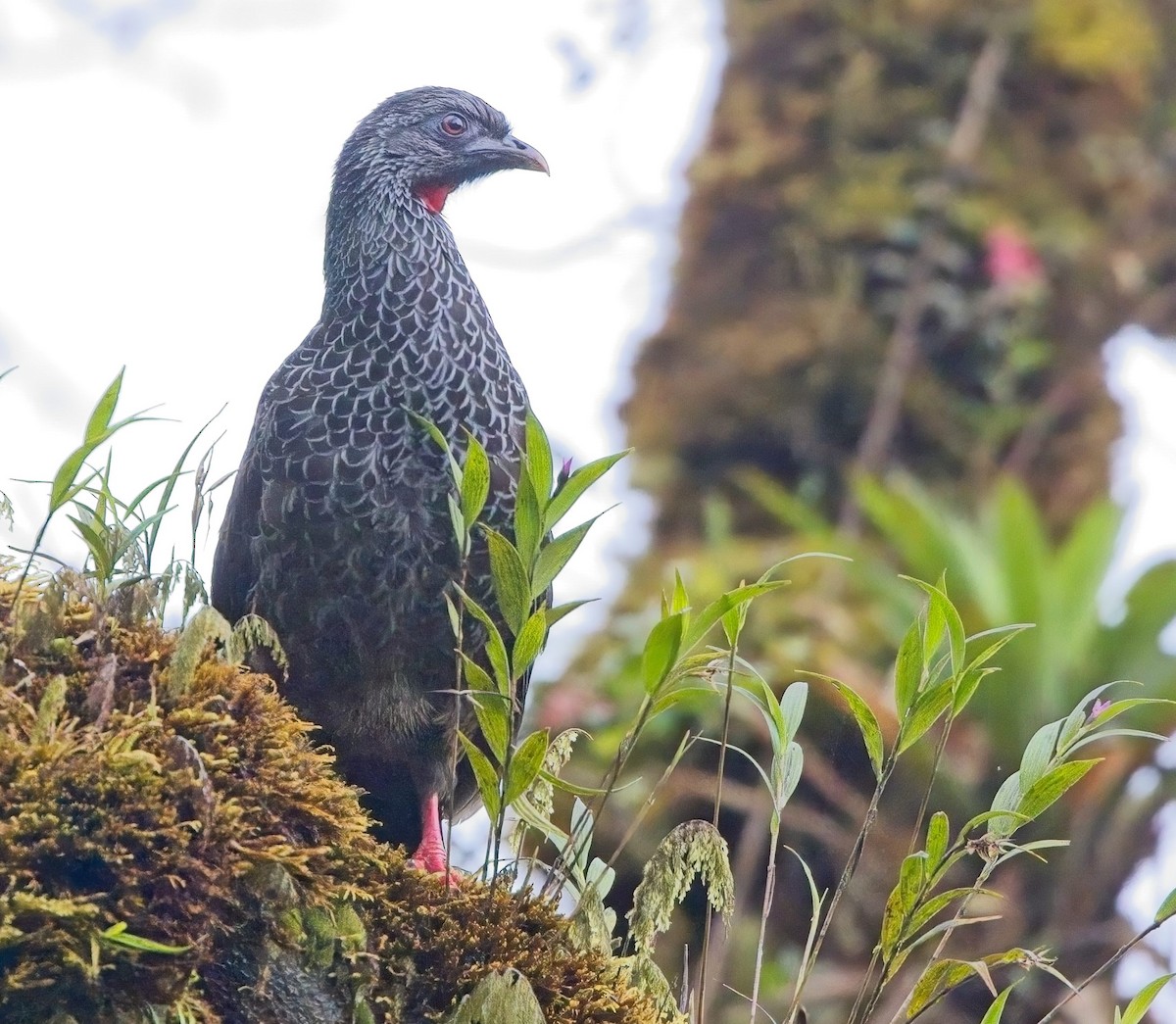 Andean Guan - Blair Bernson