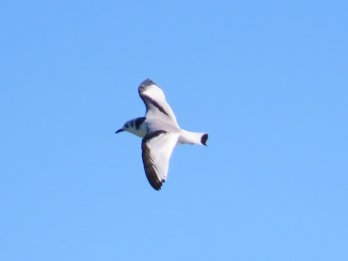 Black-legged Kittiwake - Carter Dorscht