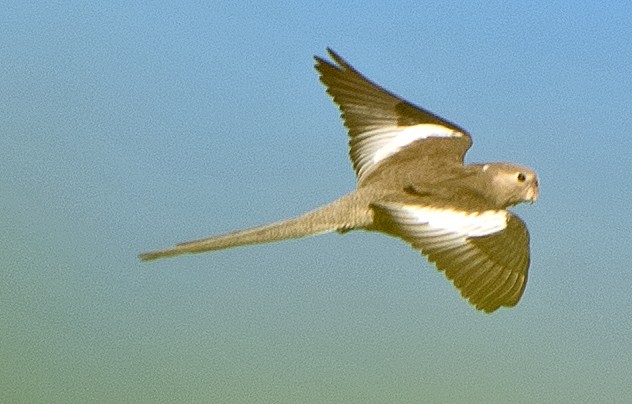 Cockatiel (Domestic type) - ML625445679