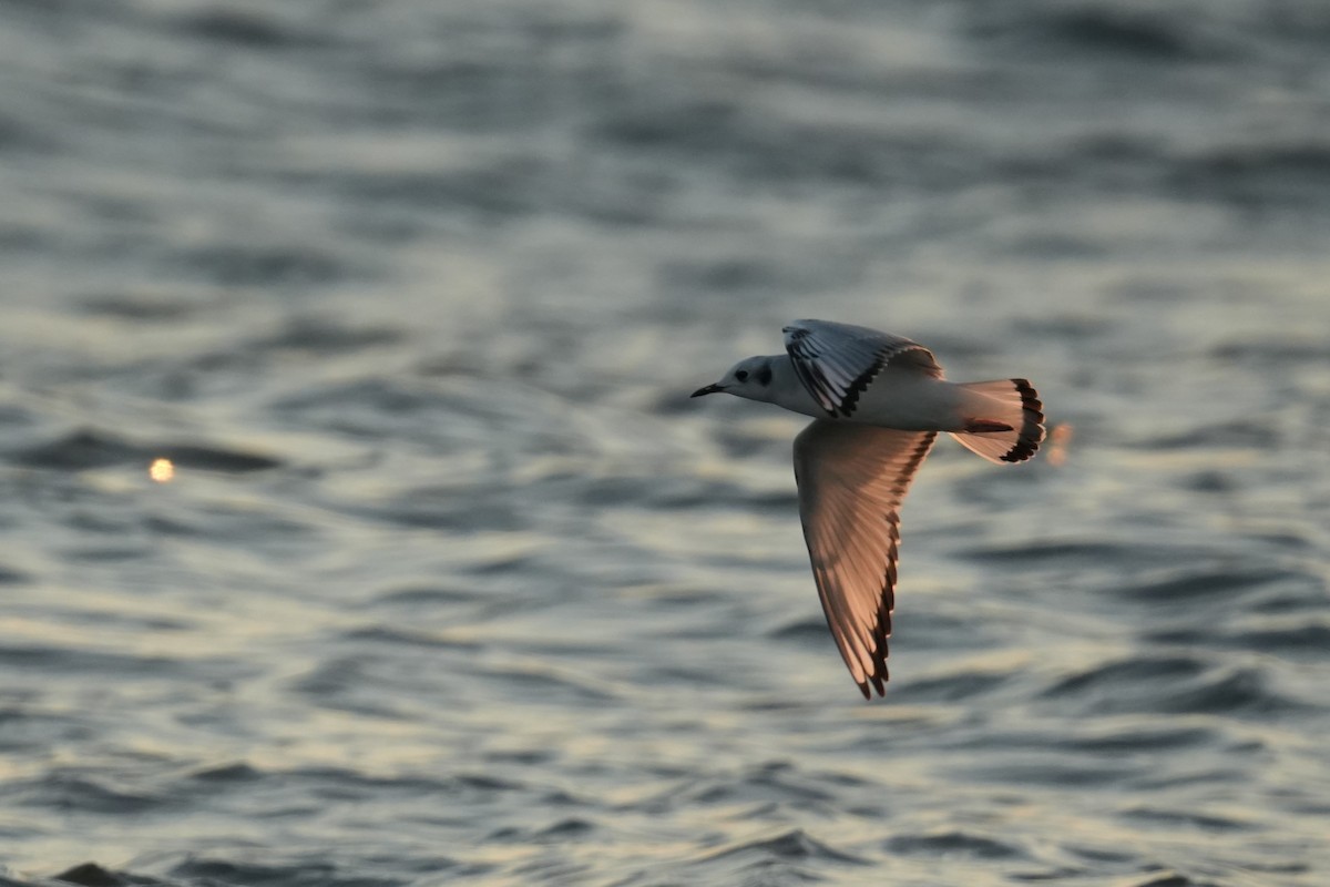 Bonaparte's Gull - ML625445700