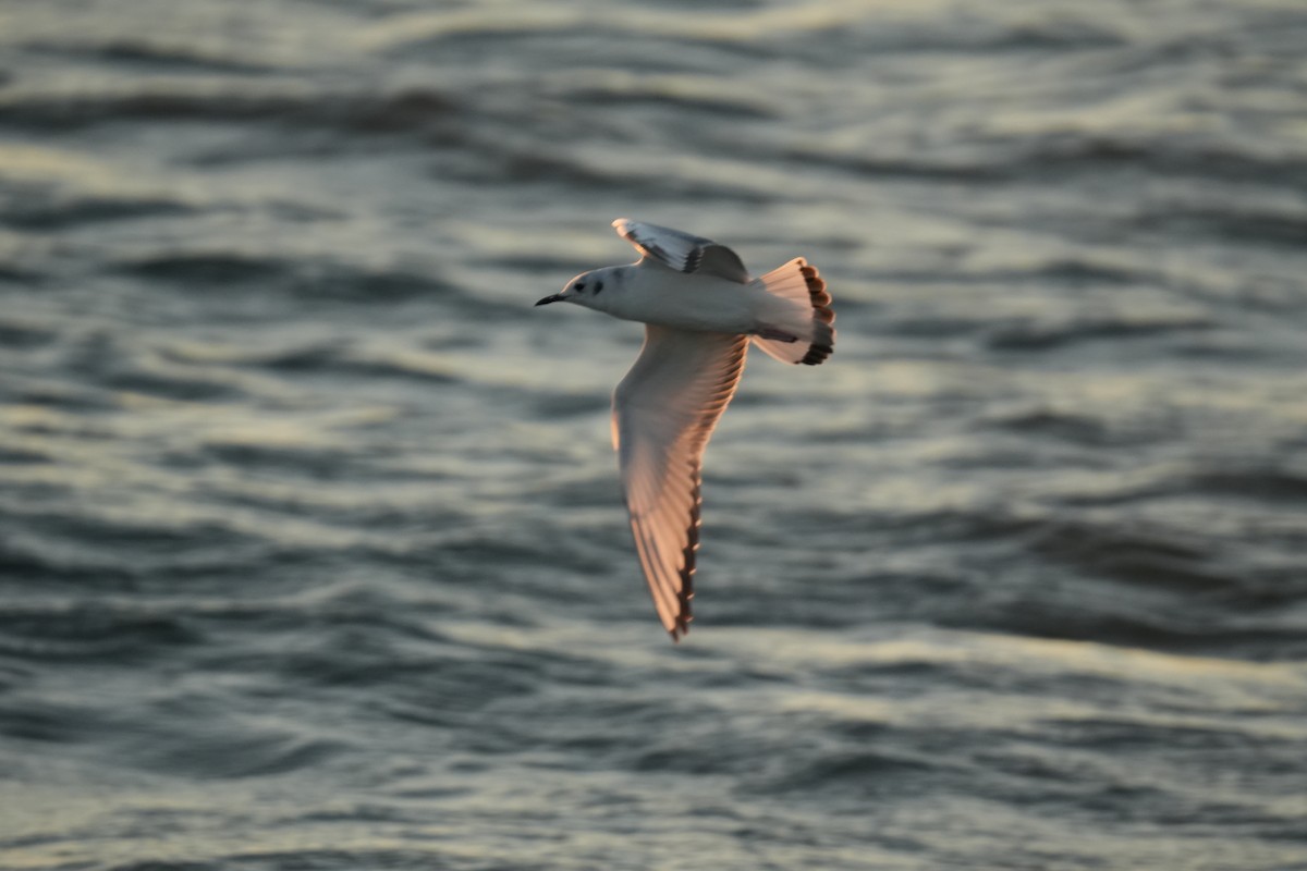 Bonaparte's Gull - ML625445704