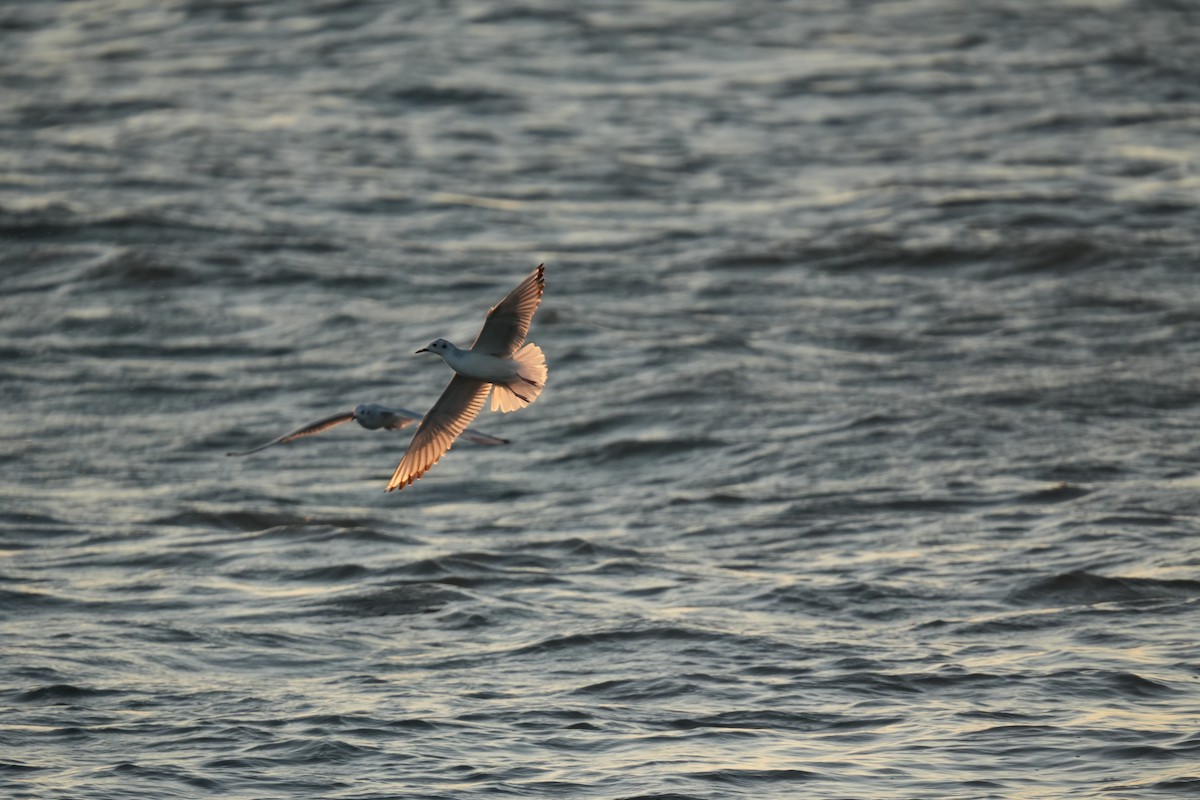 Bonaparte's Gull - ML625445705
