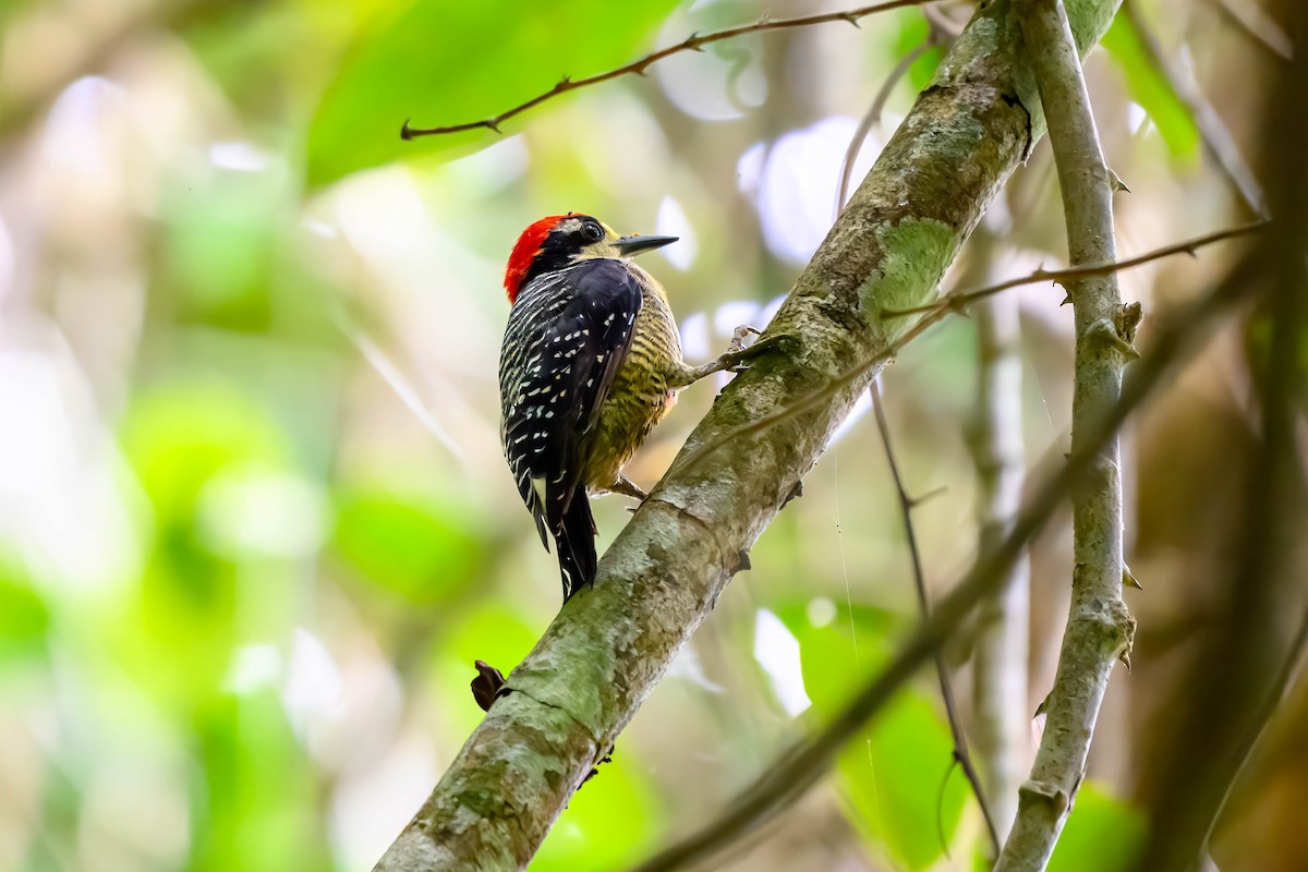 Black-cheeked Woodpecker - ML625445742