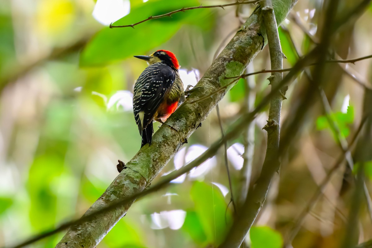 Black-cheeked Woodpecker - ML625445743