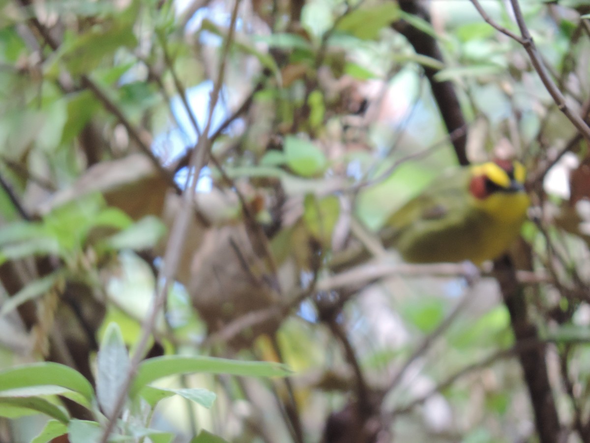 Golden-browed Warbler - ML625445843