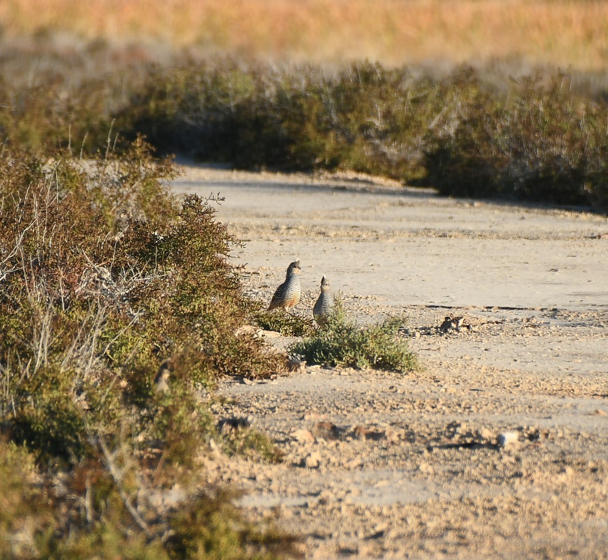 Scaled Quail - ML625445868