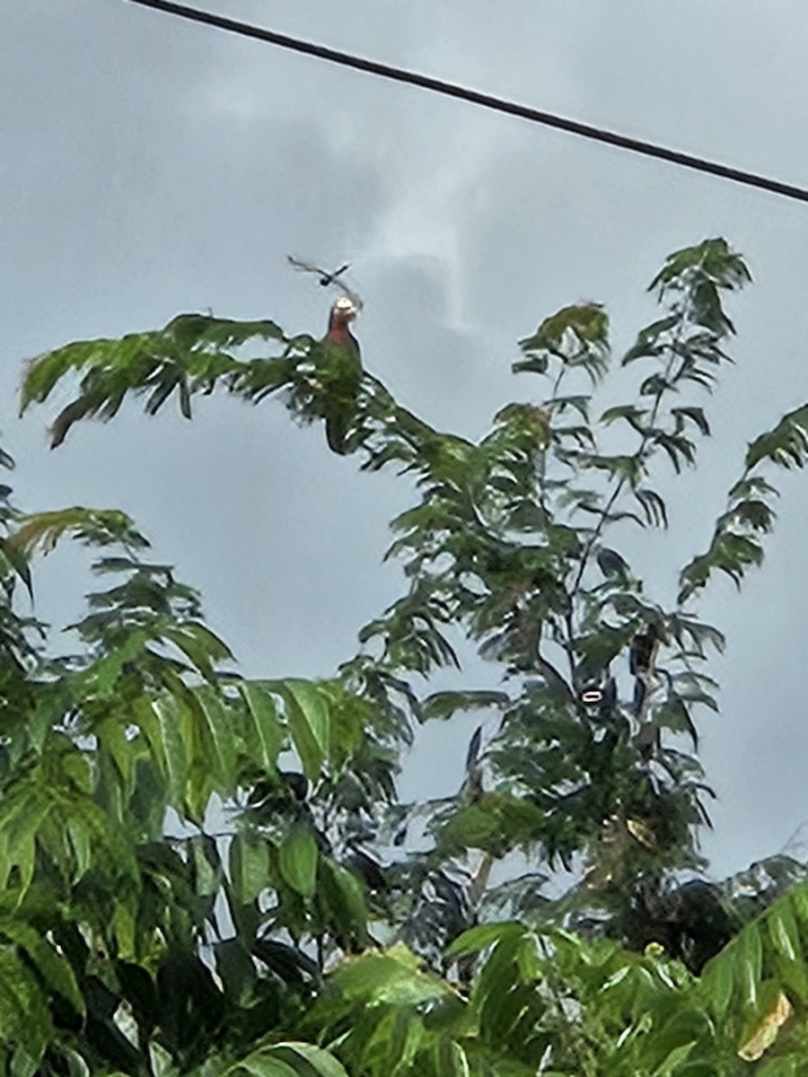 Cuban Amazon - Monte Tarbox