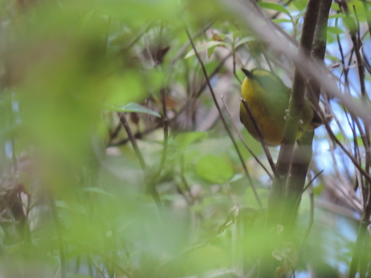 Golden-browed Warbler - Diana Venegas