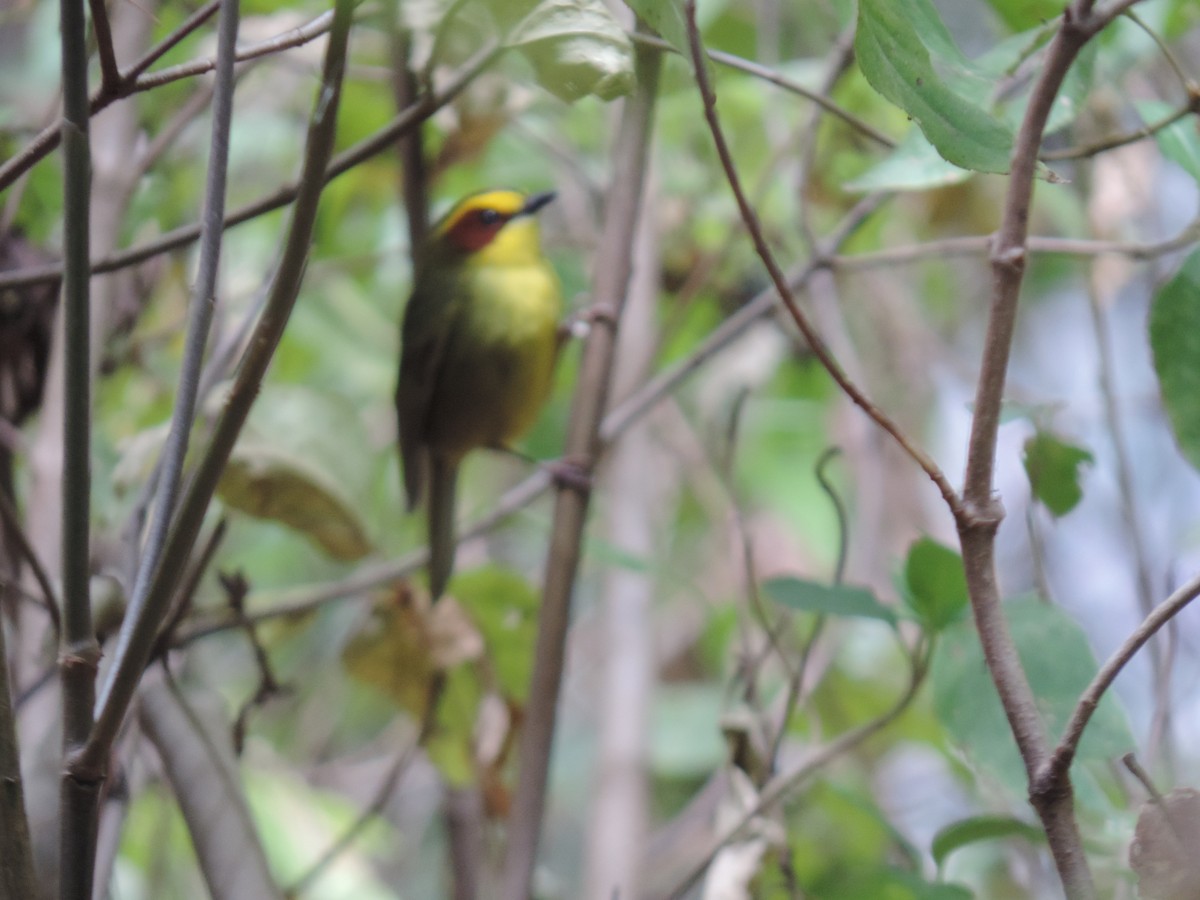 Golden-browed Warbler - Diana Venegas