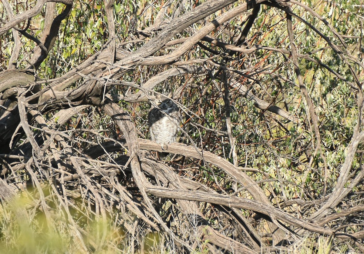 Great Horned Owl - ML625445976