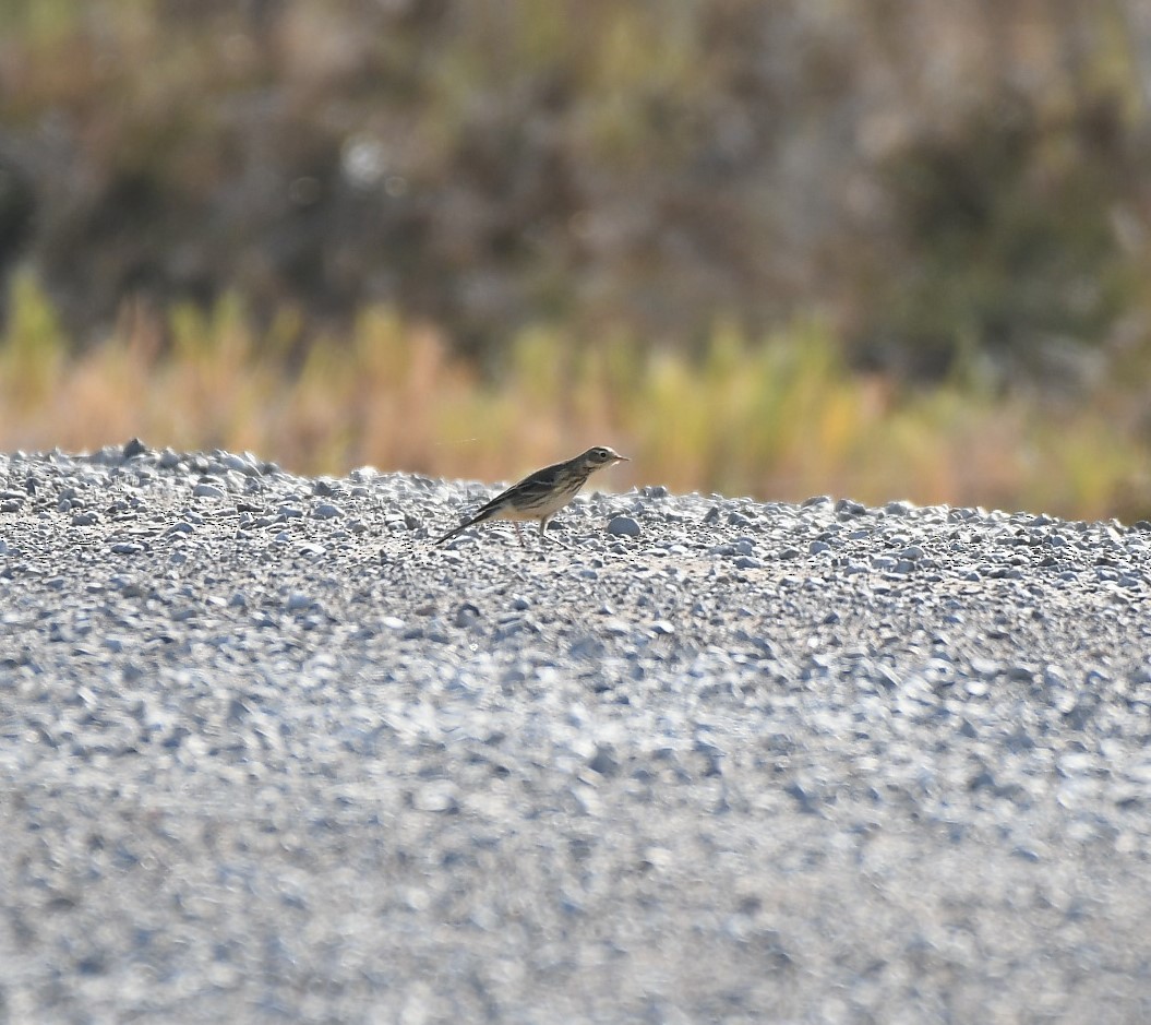 American Pipit - ML625446022