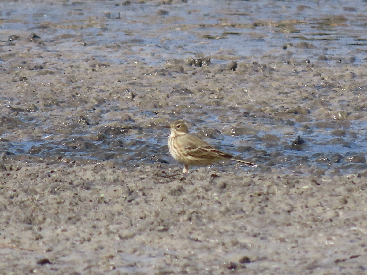 American Pipit - ML625446157