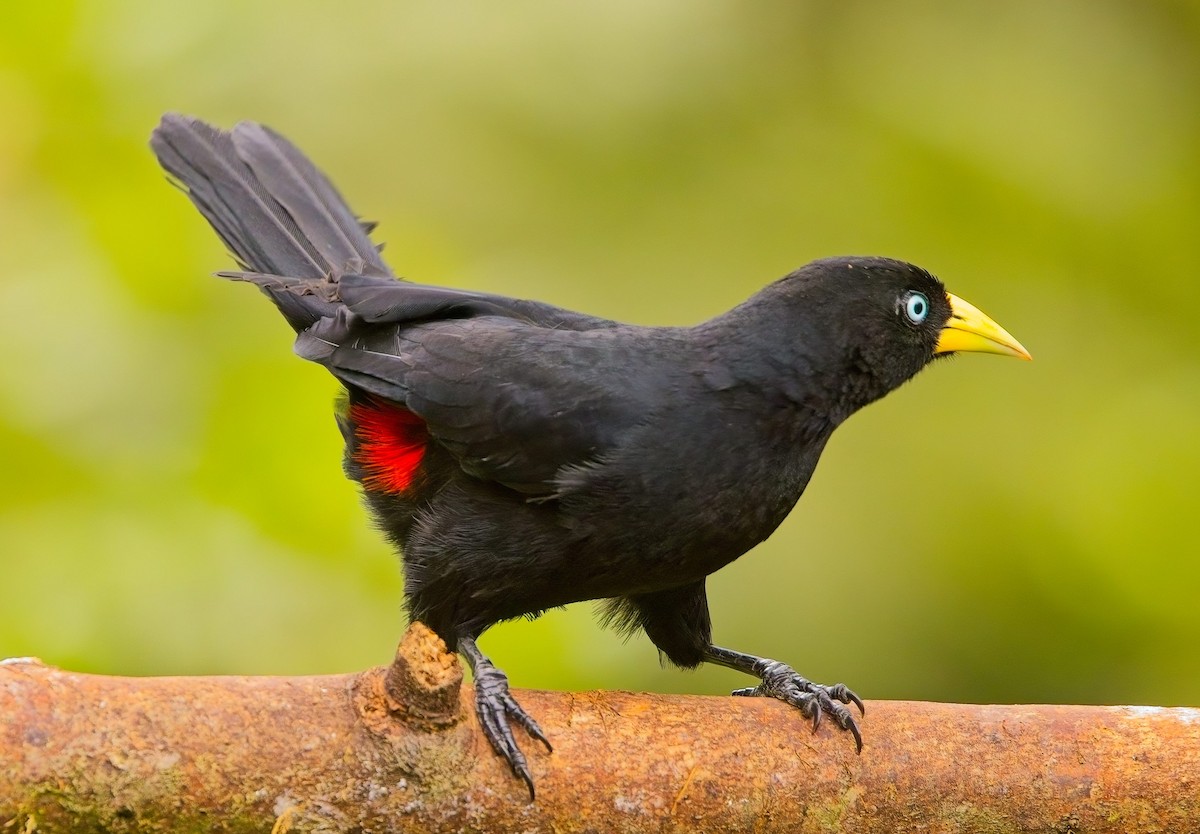 Scarlet-rumped Cacique (Subtropical) - ML625446195