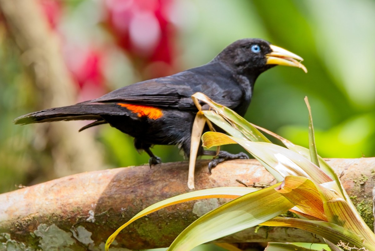 Scarlet-rumped Cacique (Subtropical) - ML625446219