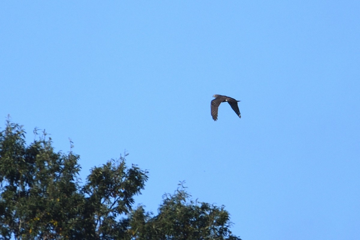 Eurasian Goshawk - ML625446326