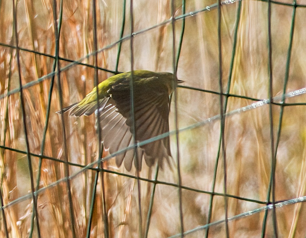 Tennessee Warbler - ML625446382