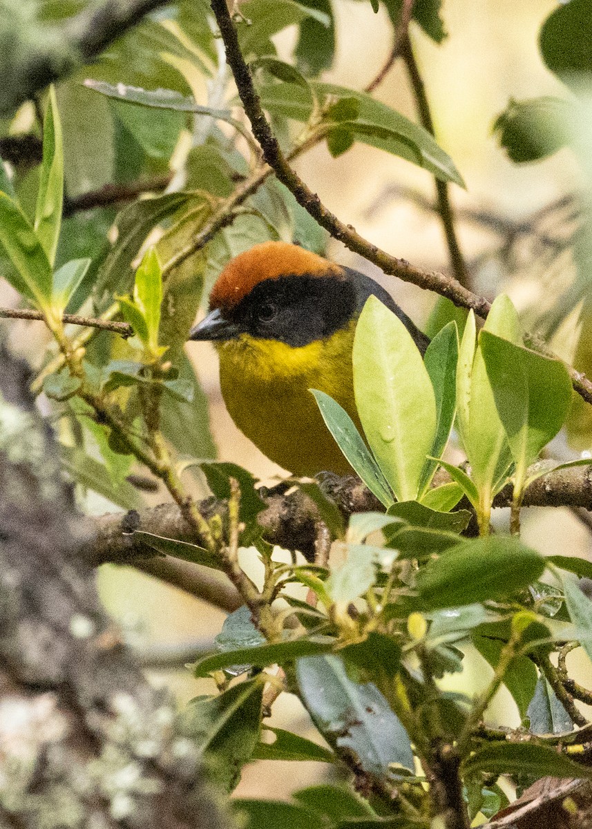 Yellow-breasted Brushfinch - ML625446413