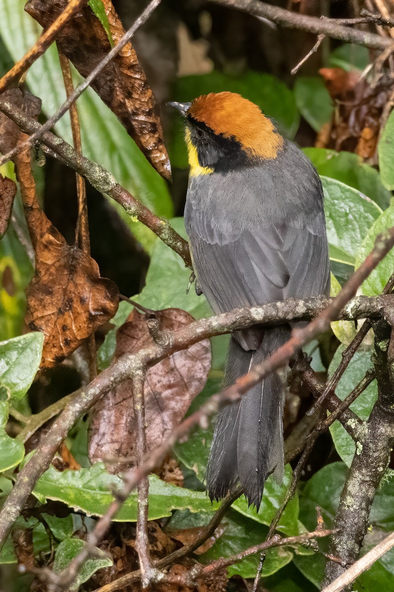 Yellow-breasted Brushfinch - ML625446415