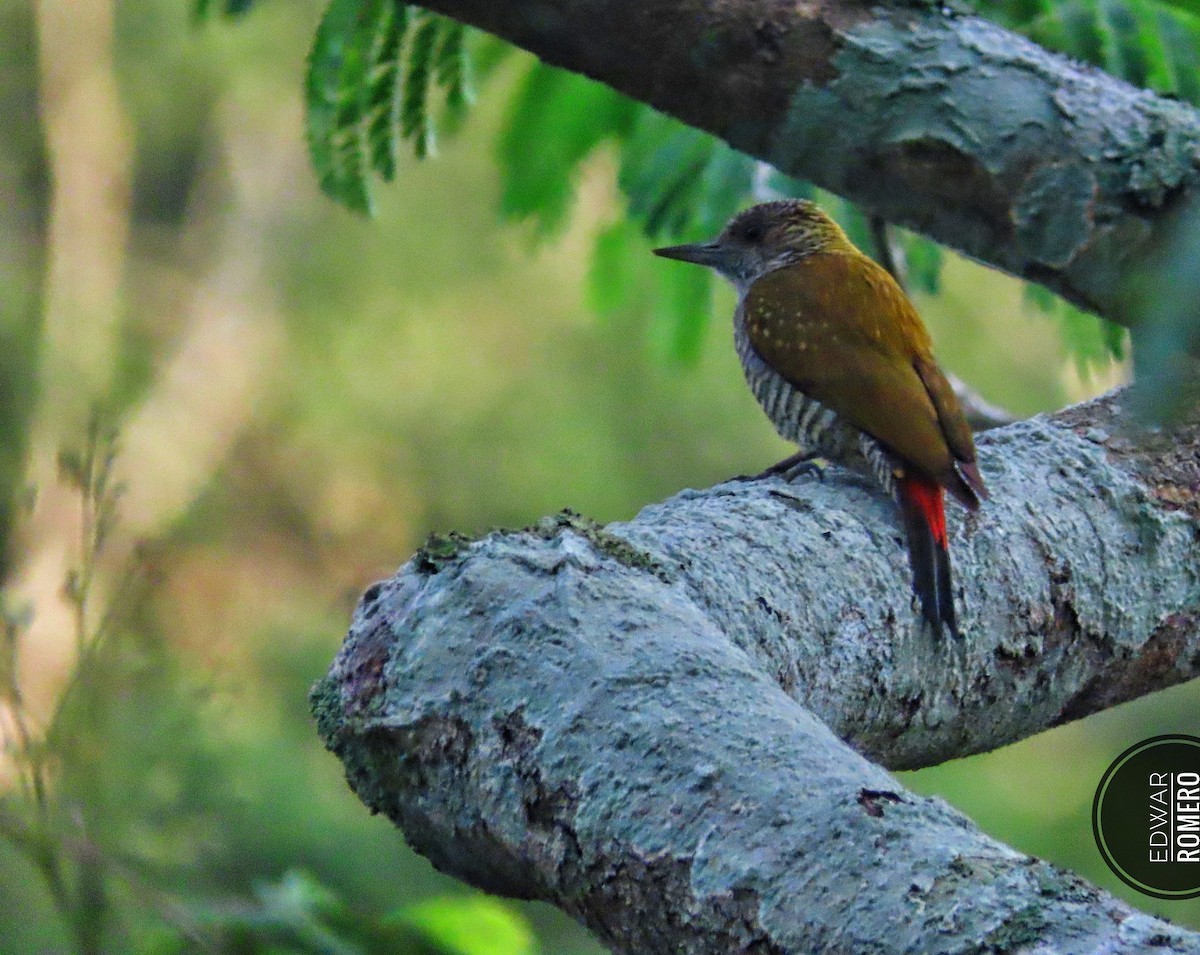 Red-rumped Woodpecker - ML625446506