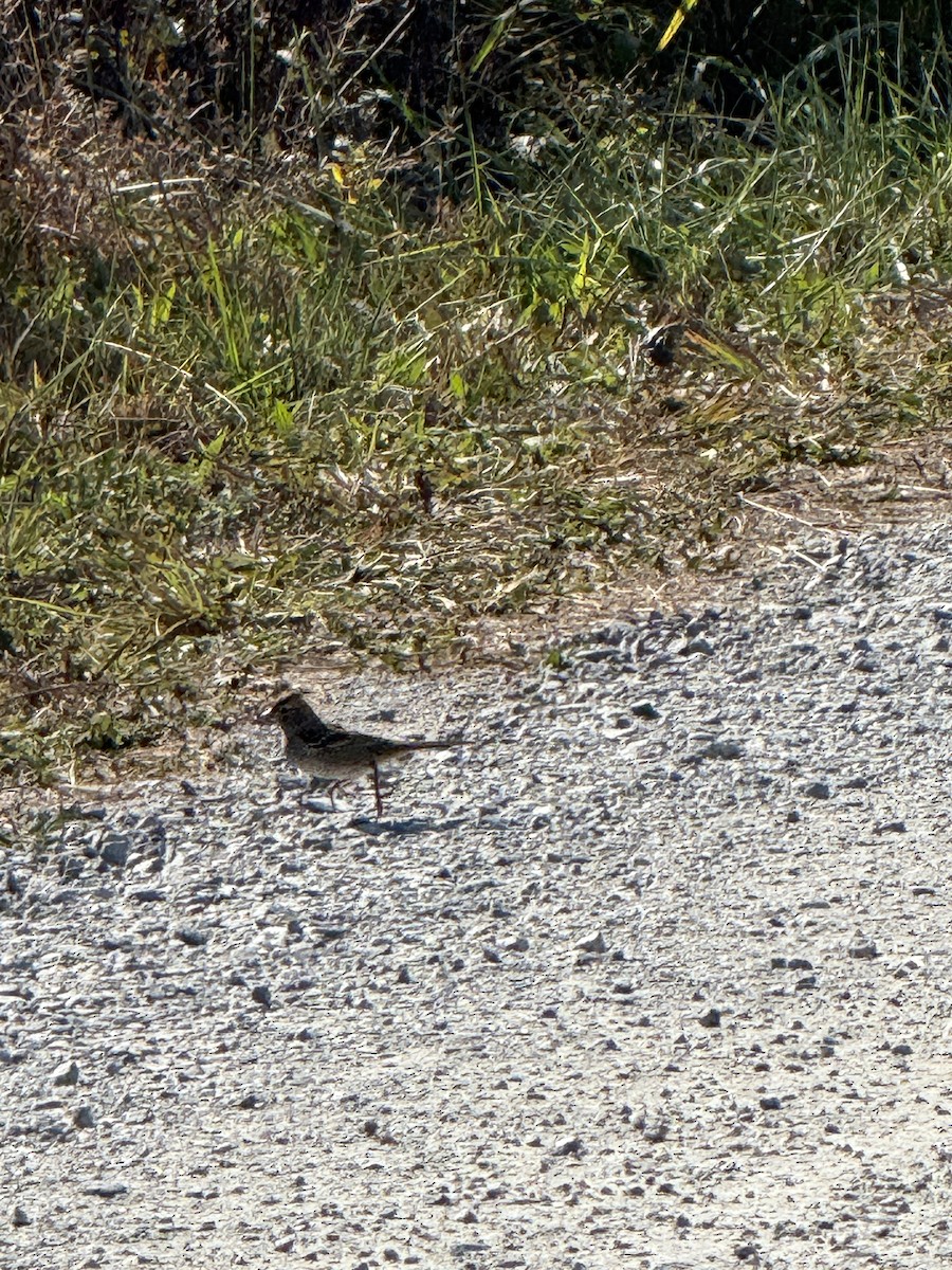 White-crowned Sparrow - ML625446538