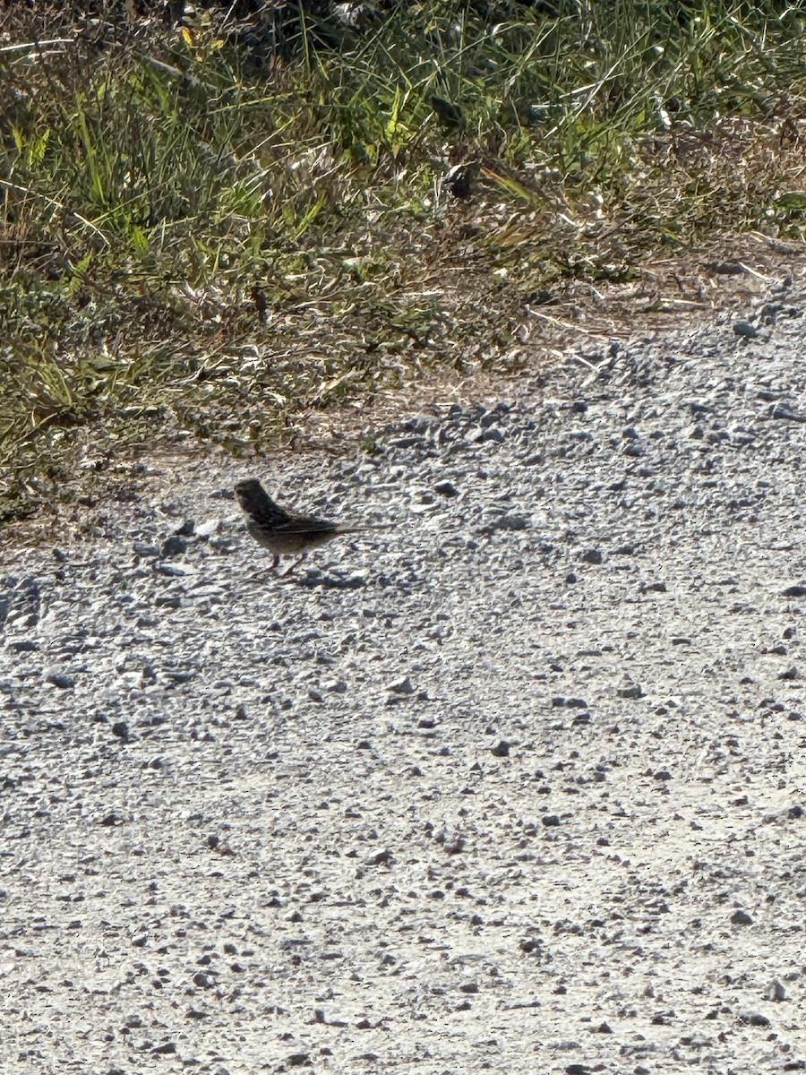 White-crowned Sparrow - ML625446539