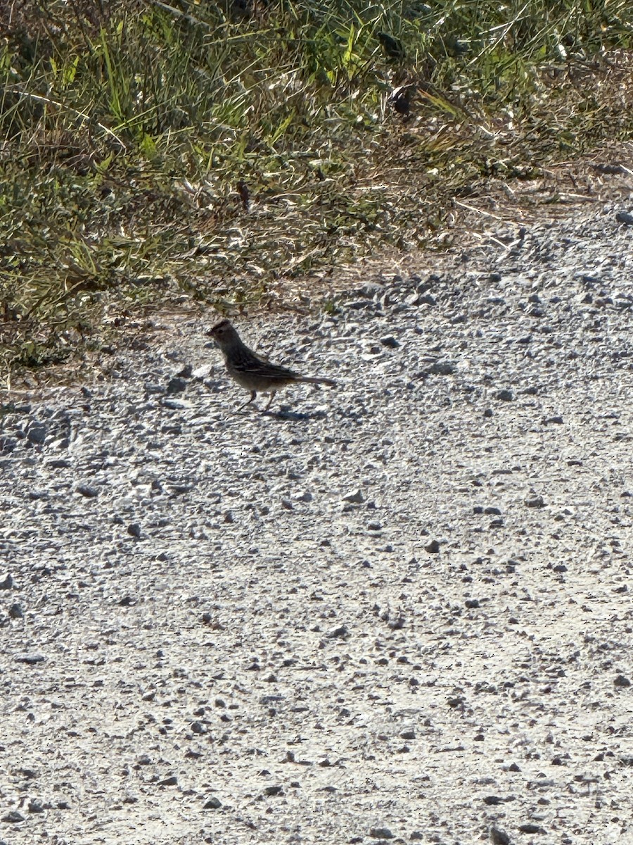 White-crowned Sparrow - ML625446540