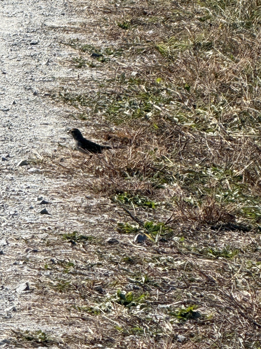 White-crowned Sparrow - ML625446542