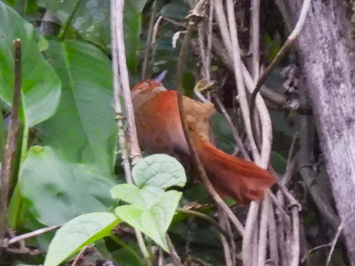 Red-faced Spinetail - ML625446609