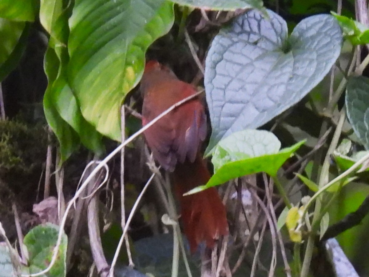 Red-faced Spinetail - ML625446610