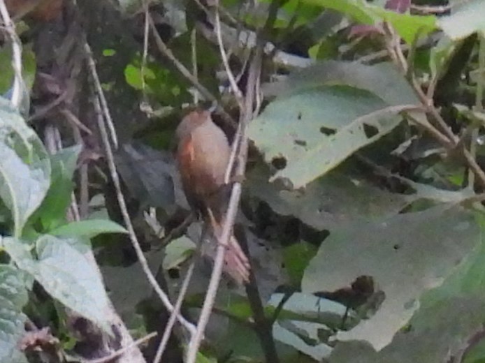 Red-faced Spinetail - ML625446611