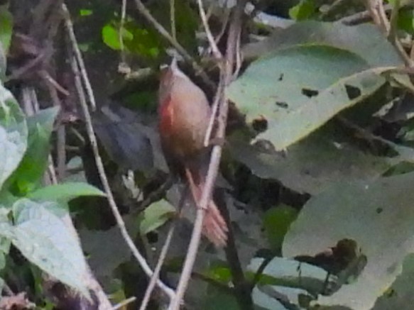 Red-faced Spinetail - ML625446612