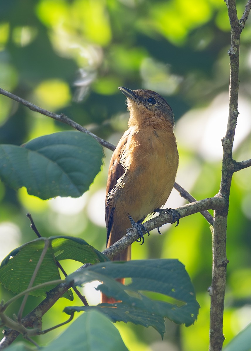 Chestnut-crowned Becard - Nathaniel Dargue