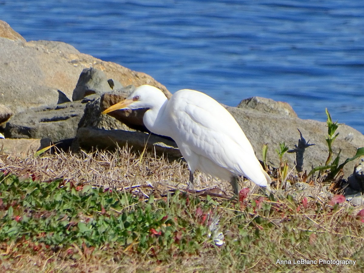 Western Cattle-Egret - Anna LeBlanc