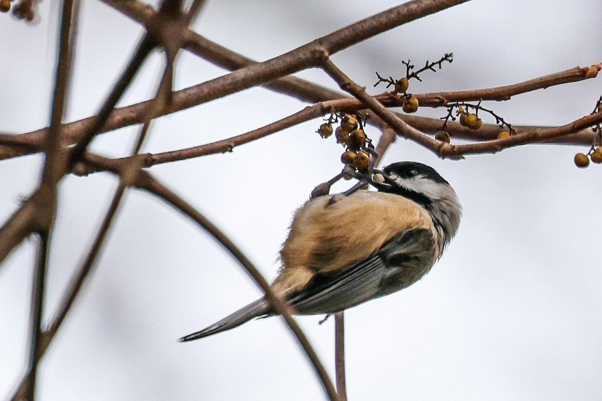 chickadee sp. - ML625446920