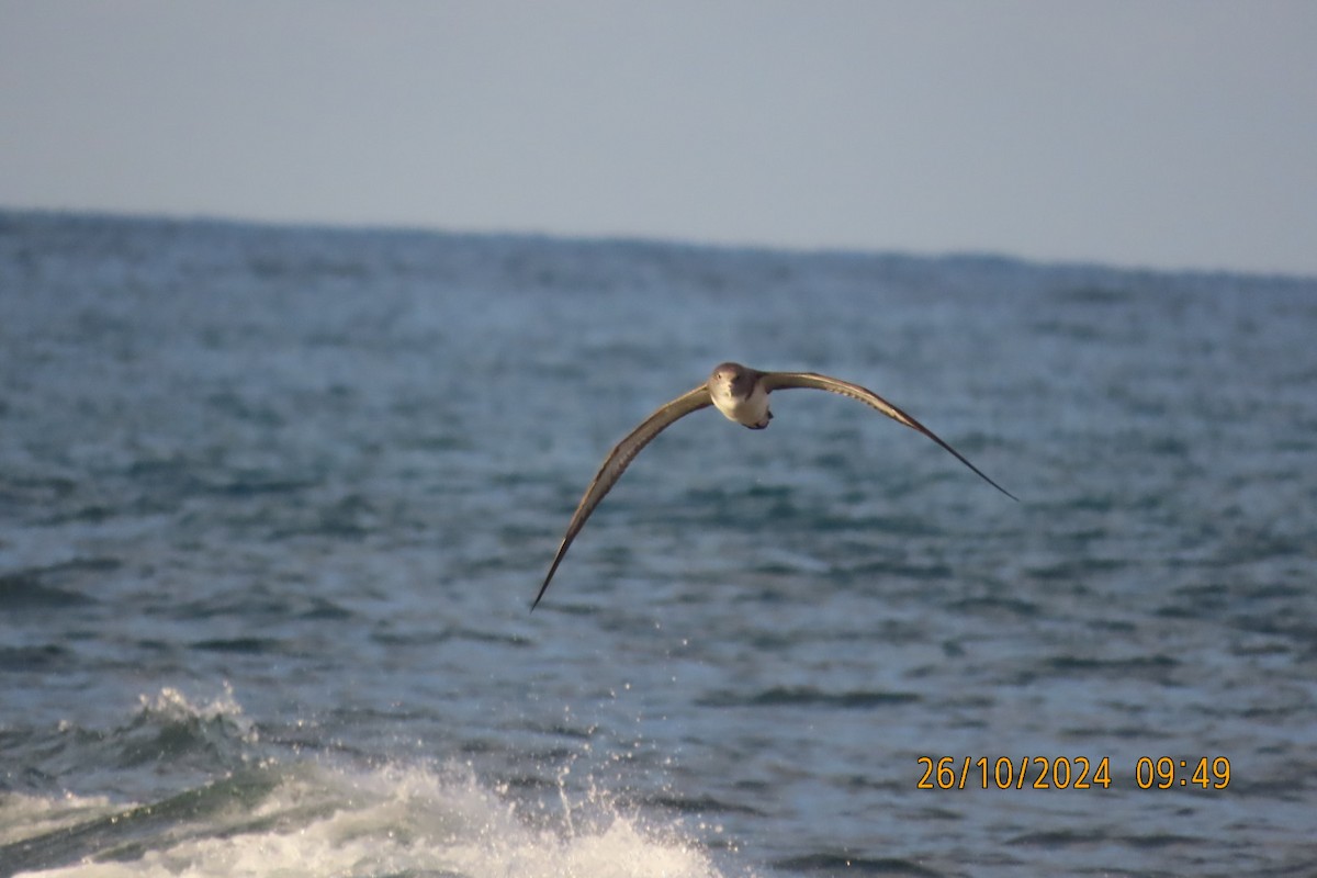 Cory's/Scopoli's Shearwater - ML625447027