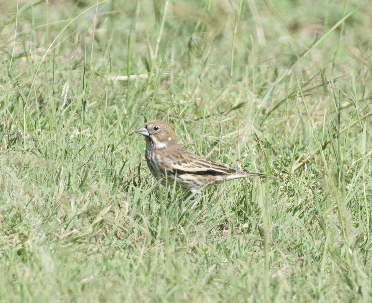 Lark Bunting - ML625447060