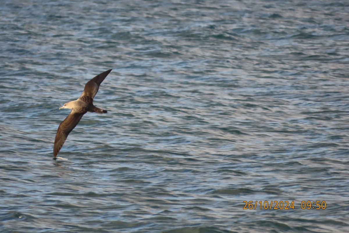 Cory's/Scopoli's Shearwater - ML625447061