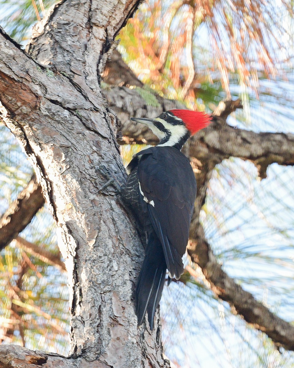 Pileated Woodpecker - ML625447082