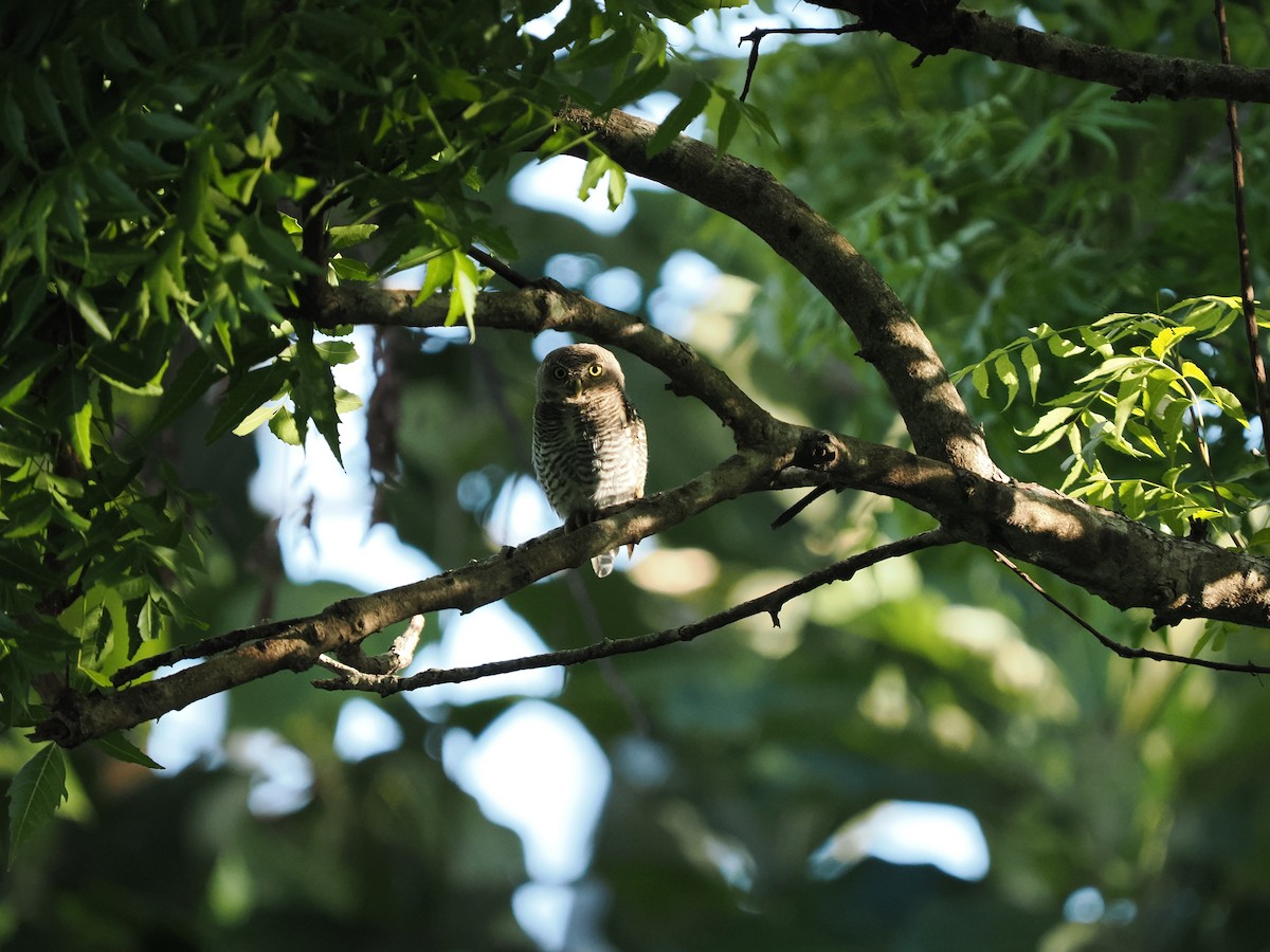 Jungle Owlet - ML625447153